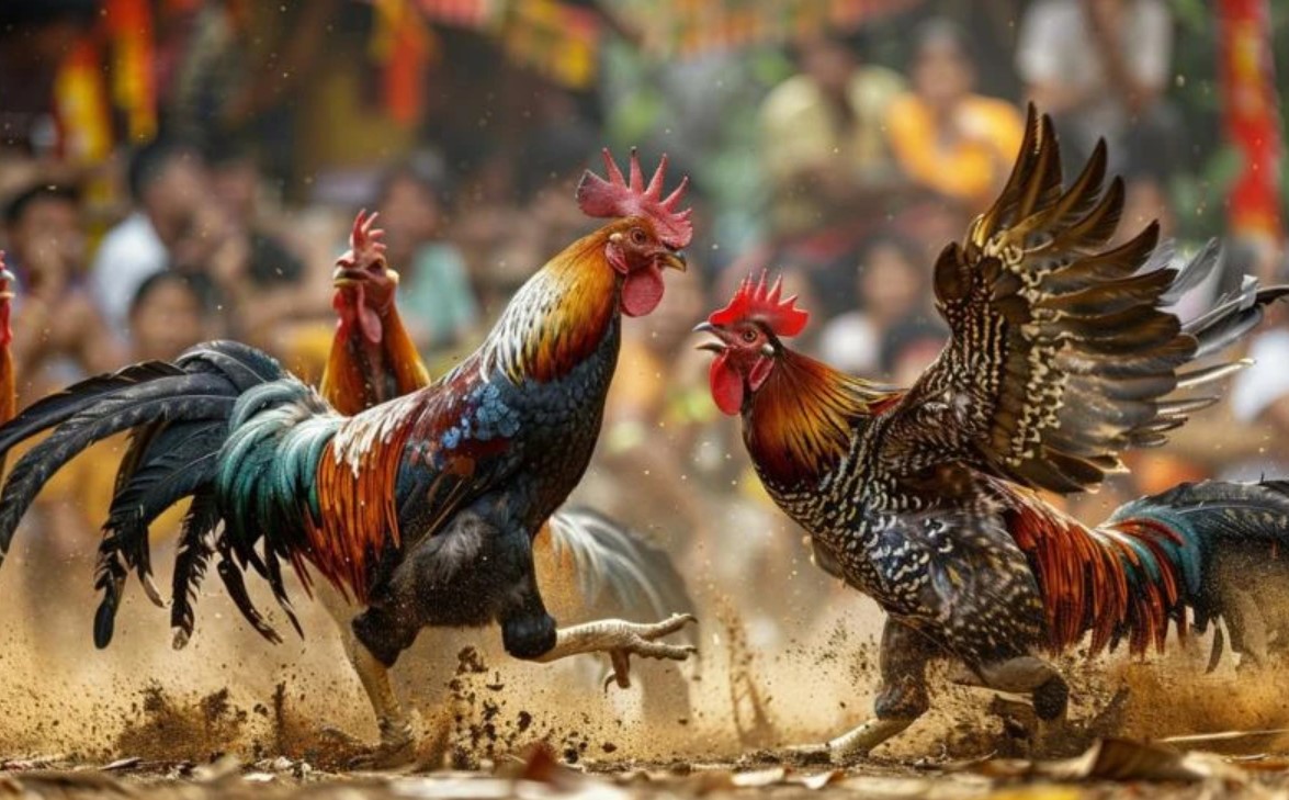 Tham Gia Ngay Đá Gà 8DAY: Cơ Hội Thắng Lớn Chờ Đón! 2 Lợi Ích Khi Tham Gia Đá Gà 8DAY